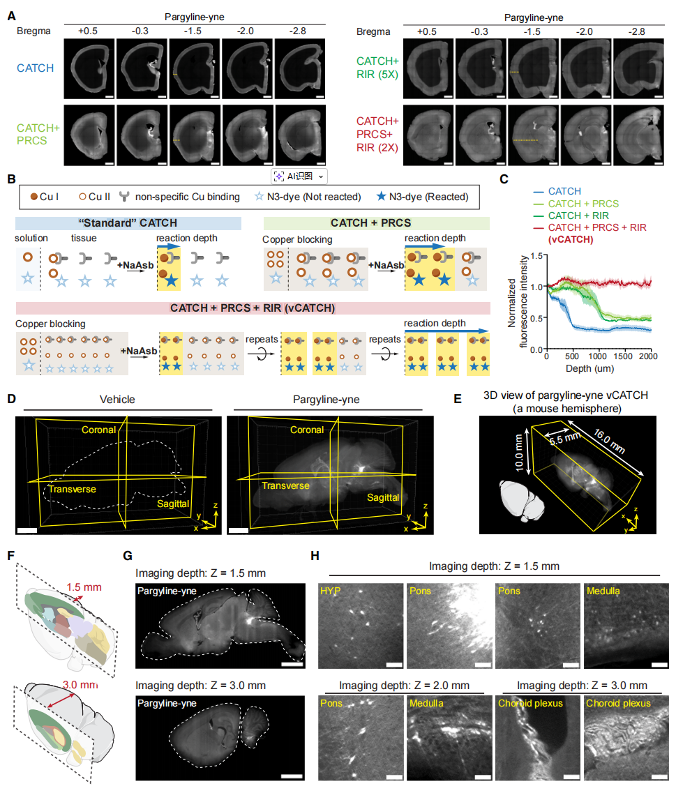 1772604427260038059.png 1.png