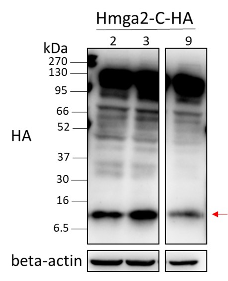 152x200