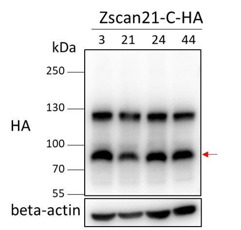 152x200